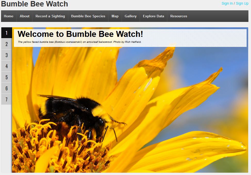 Bumble Bee Watch