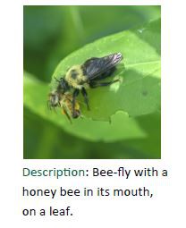 Bee-fly with Honey Bee in its Mouth