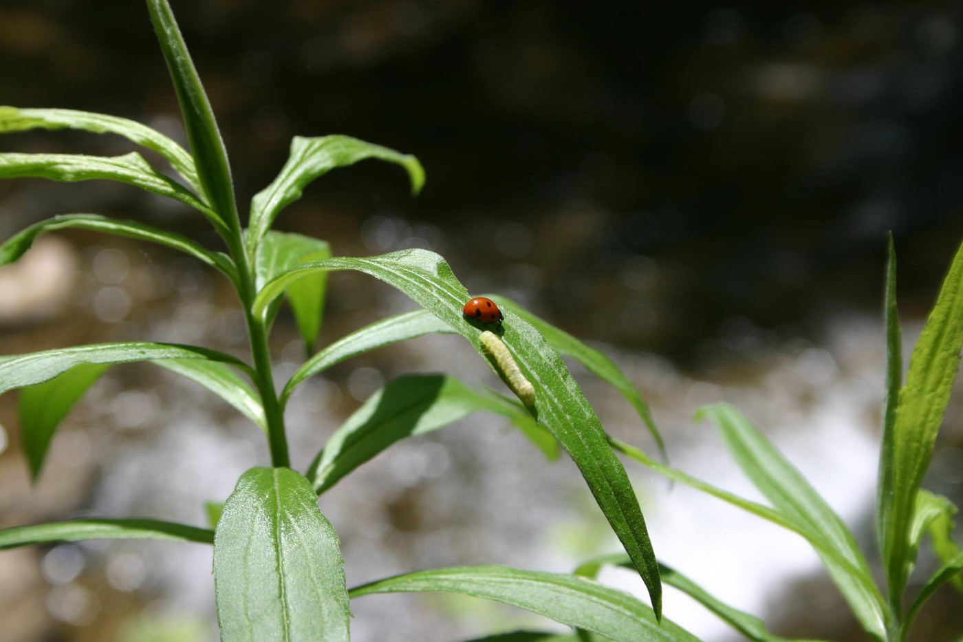 ladybug