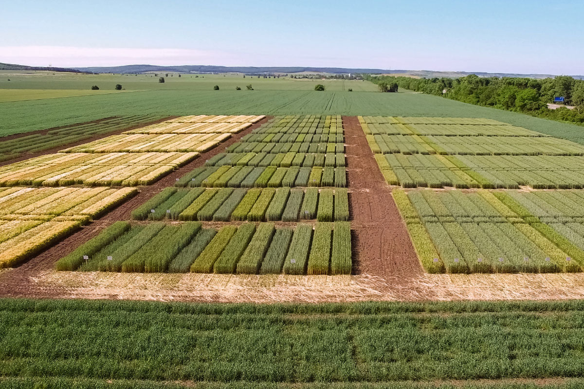 Rye and wheat varieties