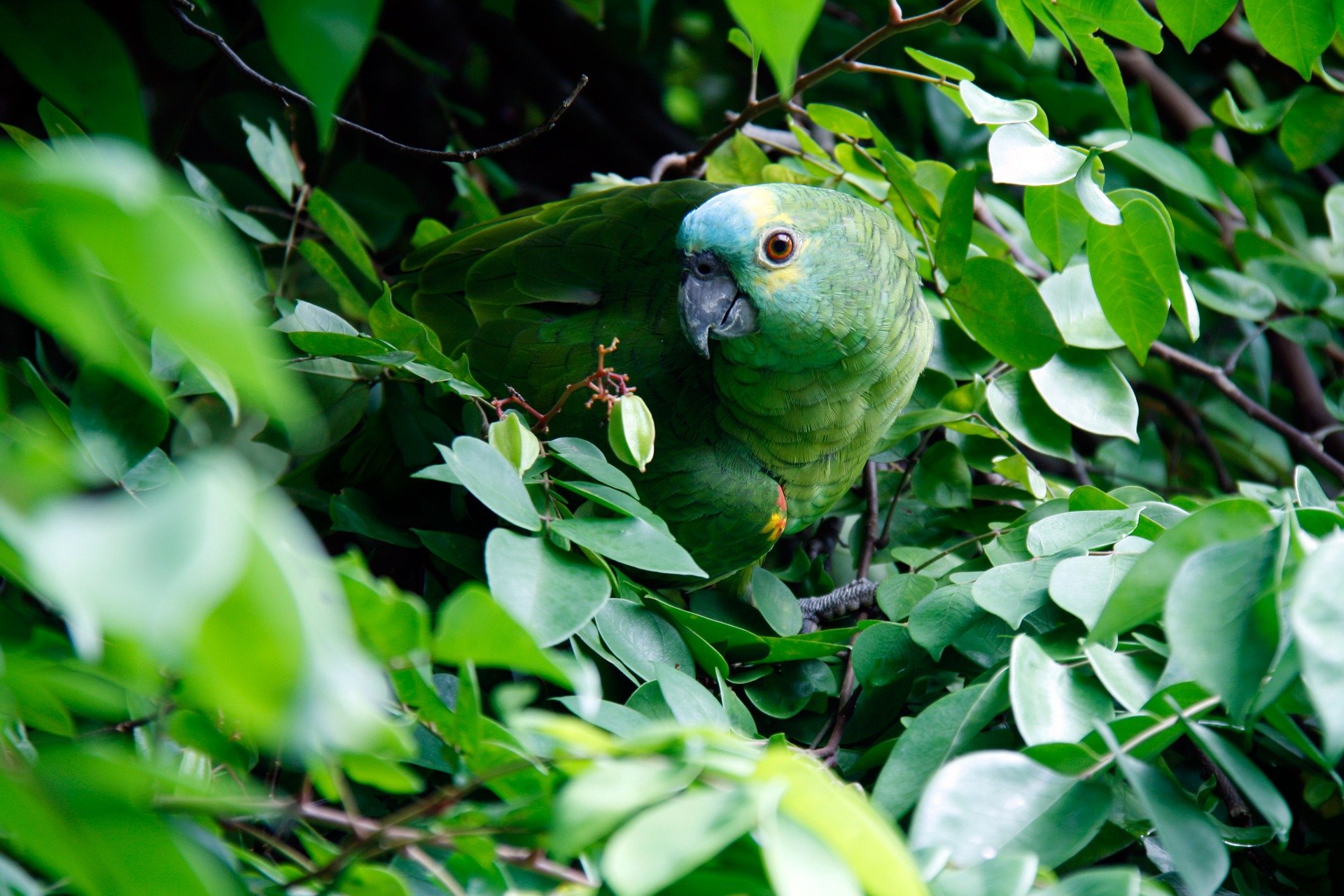 Parrot in a tree