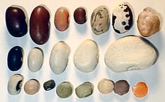 Different Types of Seeds