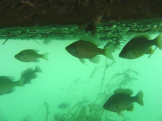 close up of fish under water