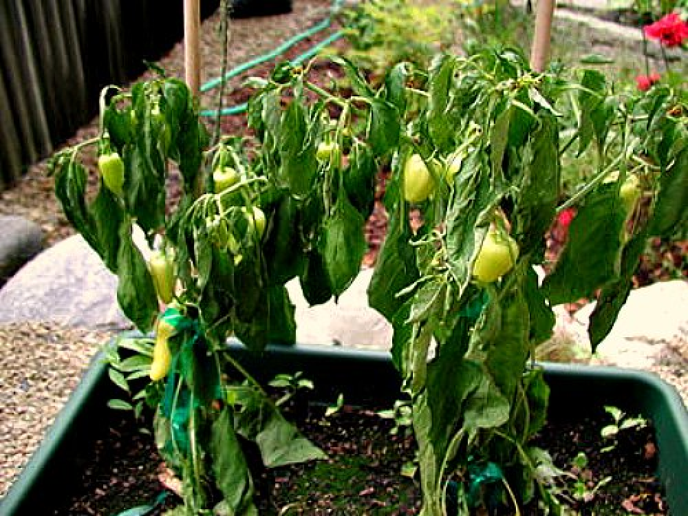 Wilted Vegetable Plant