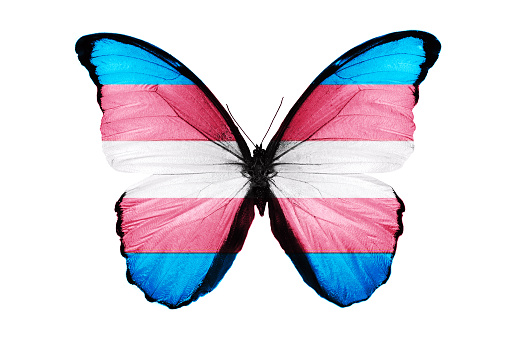 butterfly with flag transgender isolated on white background